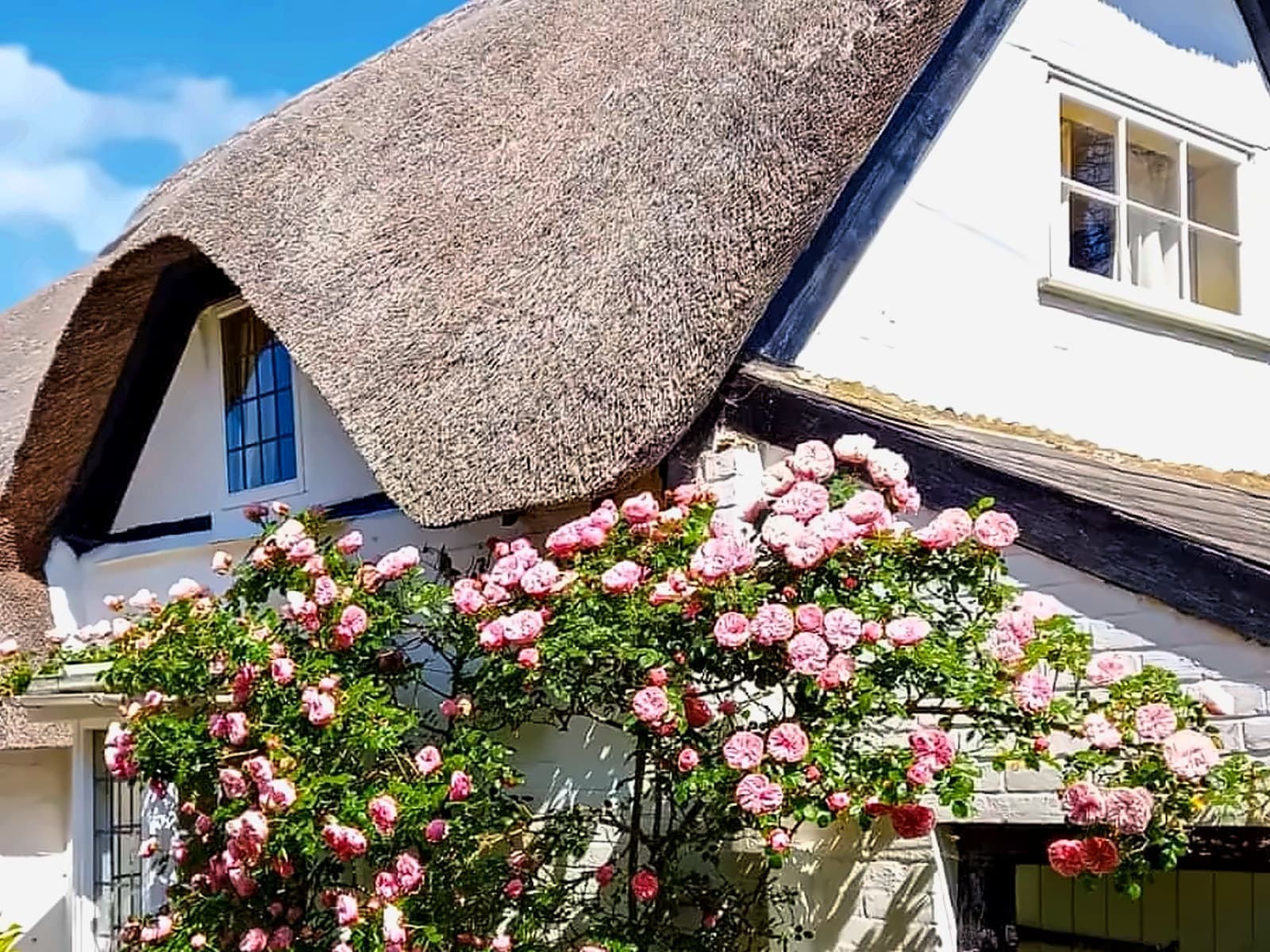 A white thatched cottage with pink climbing roses across its front, under a blue summer sky